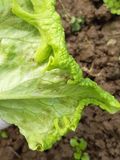 1 Blattkräuselung und abgelöste Epidermis durch Frost.jpg © LK Steiermark/Oswald