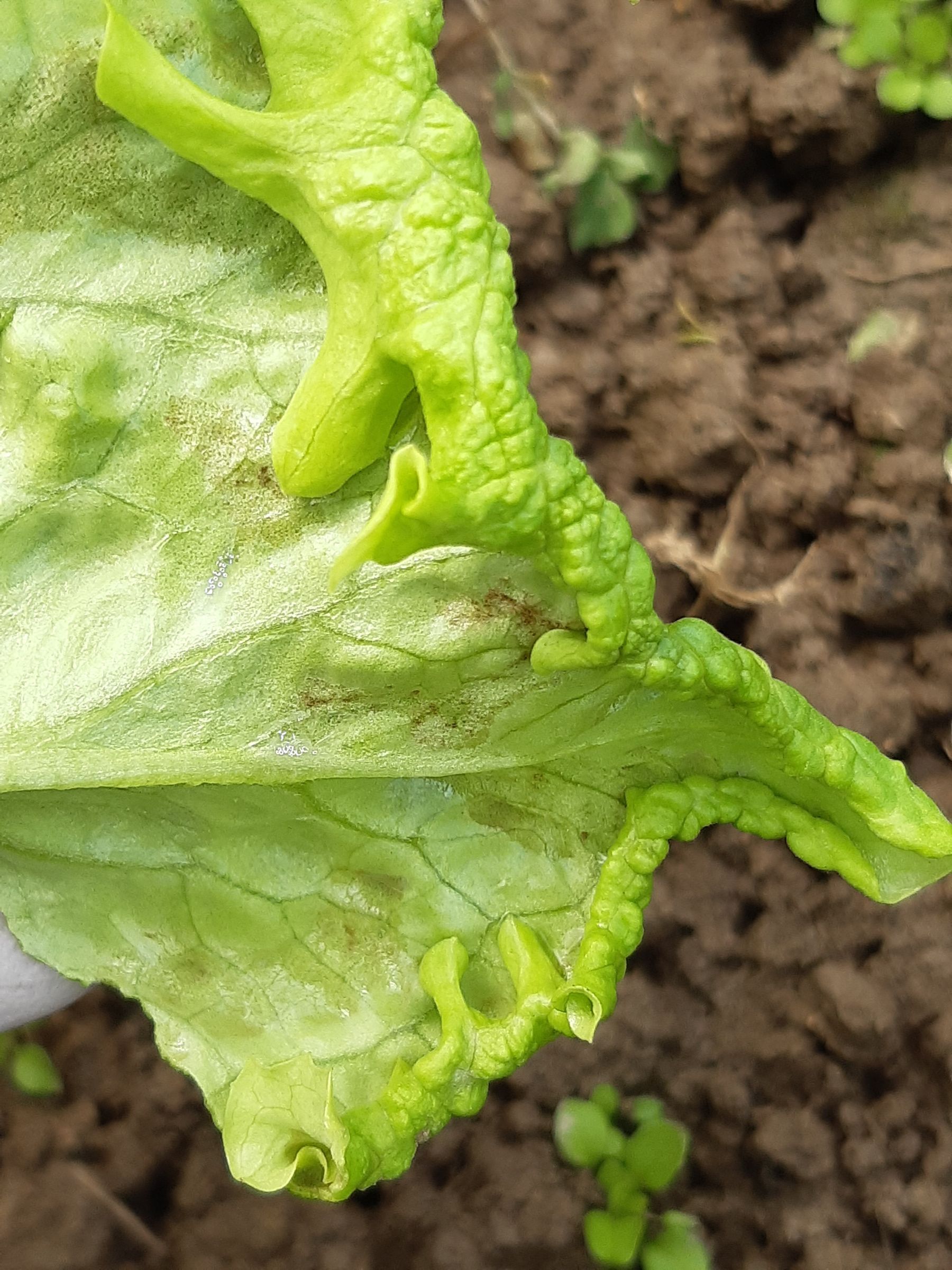 1 Blattkräuselung und abgelöste Epidermis durch Frost.jpg © LK Steiermark/Oswald