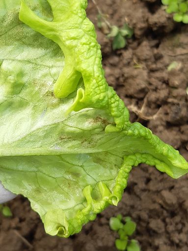 1 Blattkräuselung und abgelöste Epidermis durch Frost.jpg © LK Steiermark/Oswald