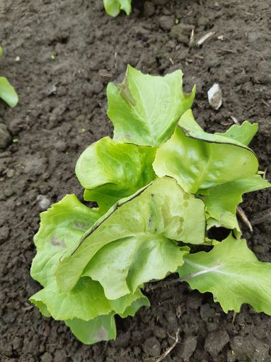 2 Blattschaden durch Frost und Wind unter Vlies.jpg © LK Steiermark / Oswald