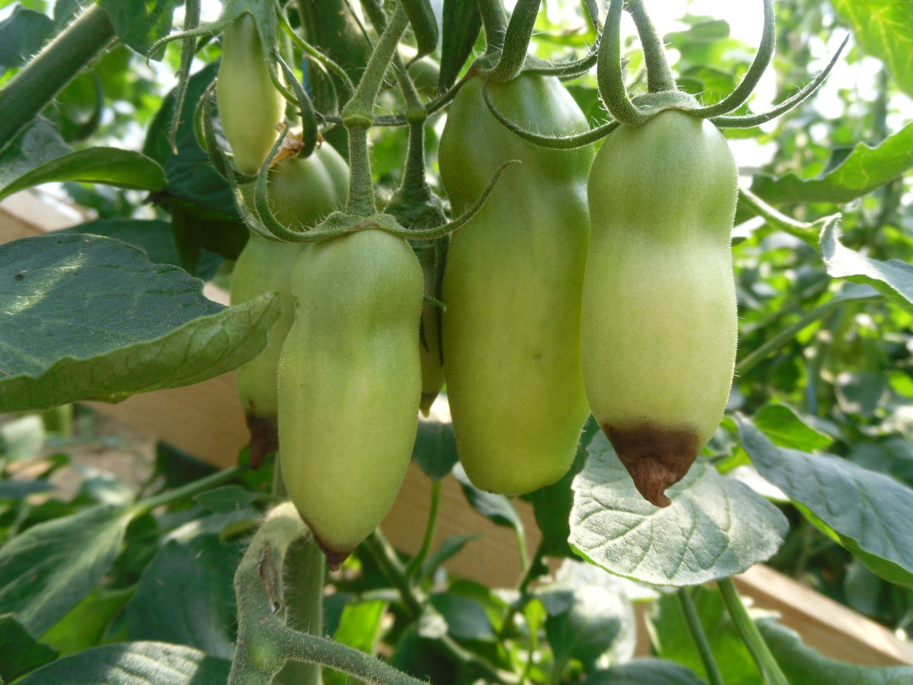 6 Calciummangel durch schlechte Nachlieferung.jpg © LK Steiermark/Nützlingsberatung