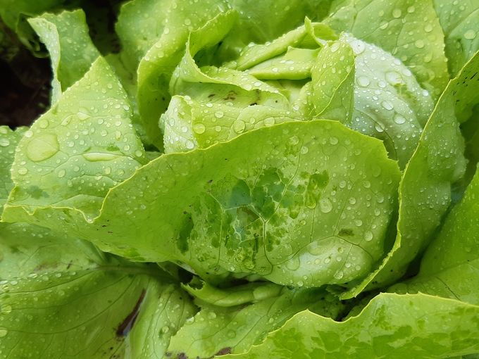 9 Glasigkeit nach Sommerregen.jpg © LK Steiermark / Oswald