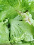 11 Krümeliger Kot spricht für Raupen, wurmförmiger für Schnecken.jpg © LK Steiermark / Oswald