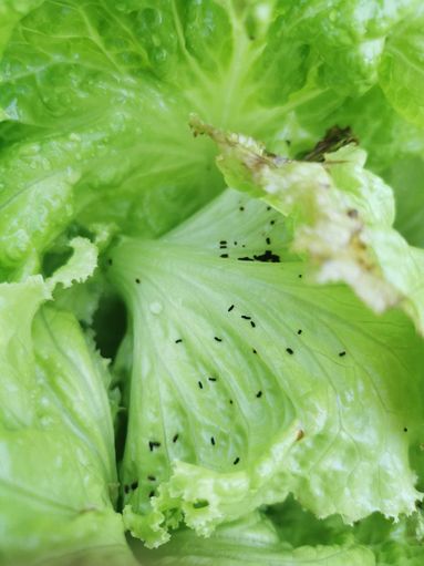 11 Krümeliger Kot spricht für Raupen, wurmförmiger für Schnecken.jpg © LK Steiermark / Oswald