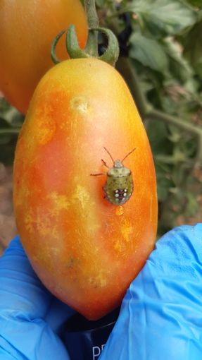 13 Nymphe der Grünen Reiswanze verursacht Saugschaden an Fruchtgemüse.jpg © LK Steiermark/Nützlingsberatung