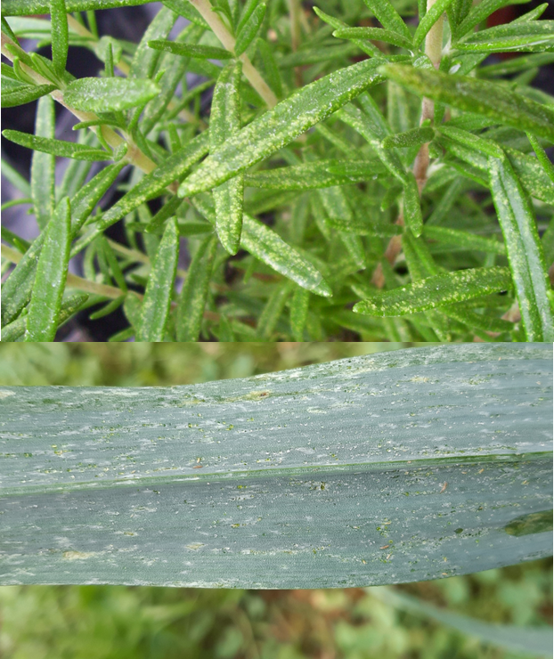 15 Saugschaden von Zikade (oben) und Thrips (unten).png © LK Steiermark /Nützlingsberatung