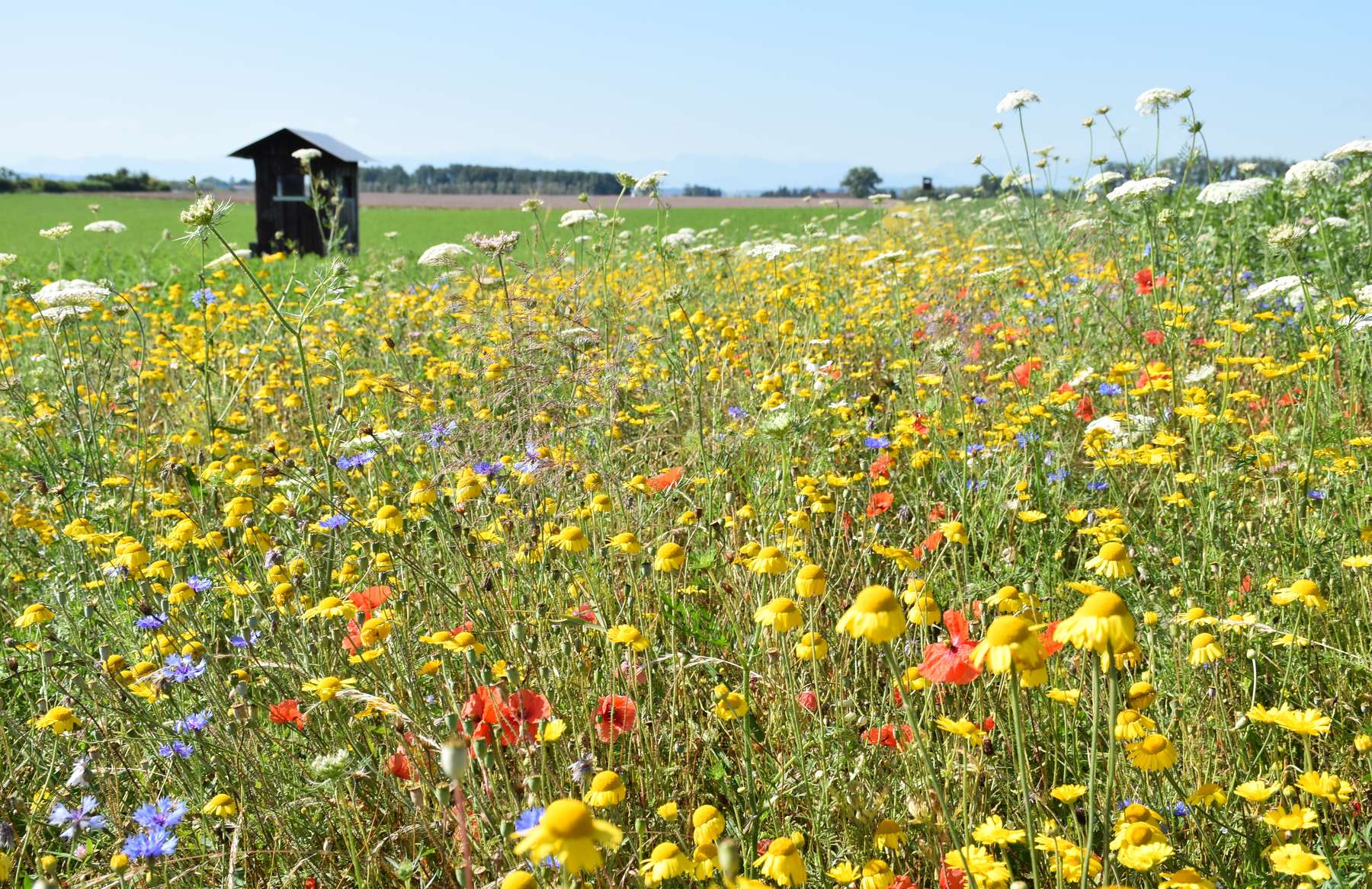 Bienenweide © Bienenzentrum OÖ
