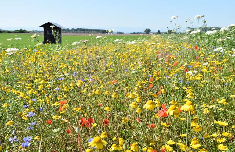 Bienenweide © Bienenzentrum OÖ