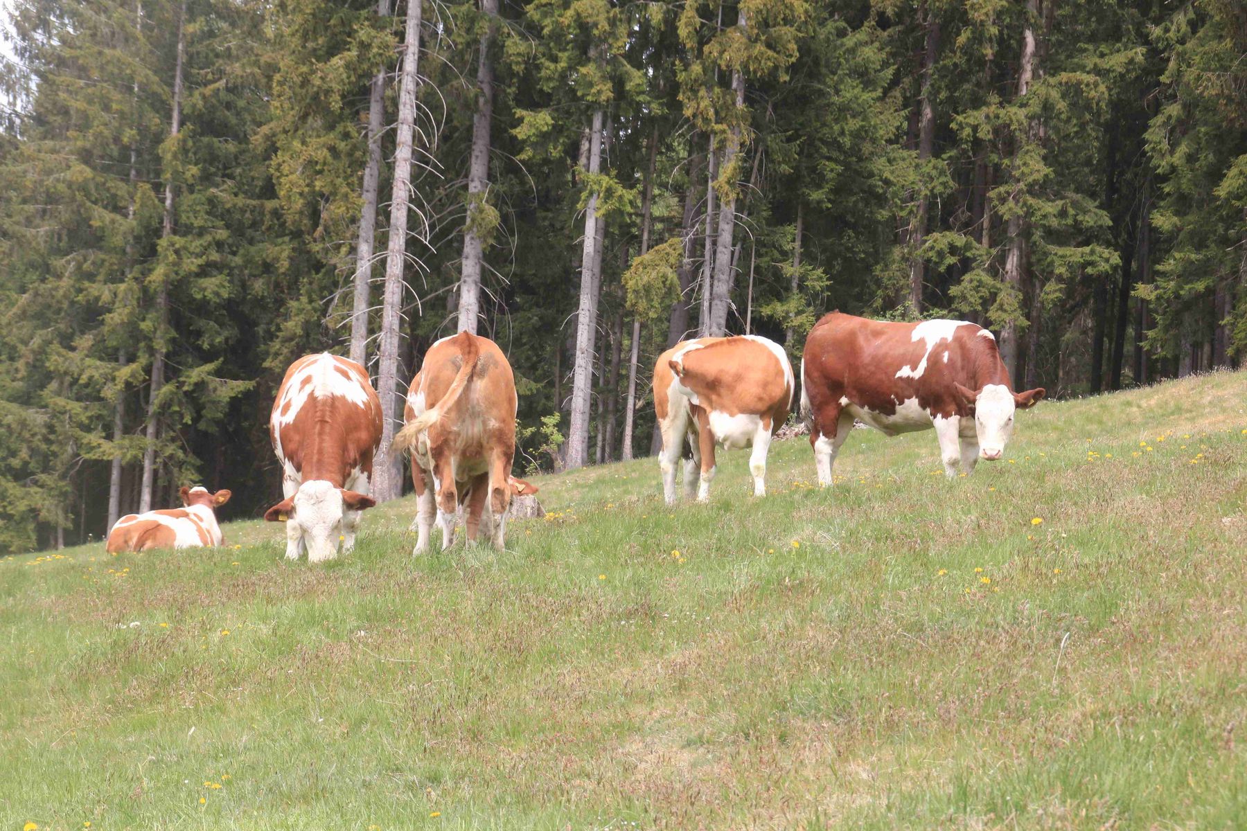 © Graf und LK Kärnten