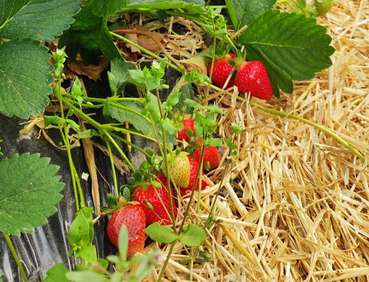 Saisonstart bei den Tiroler Erdbeeren © LK Tirol