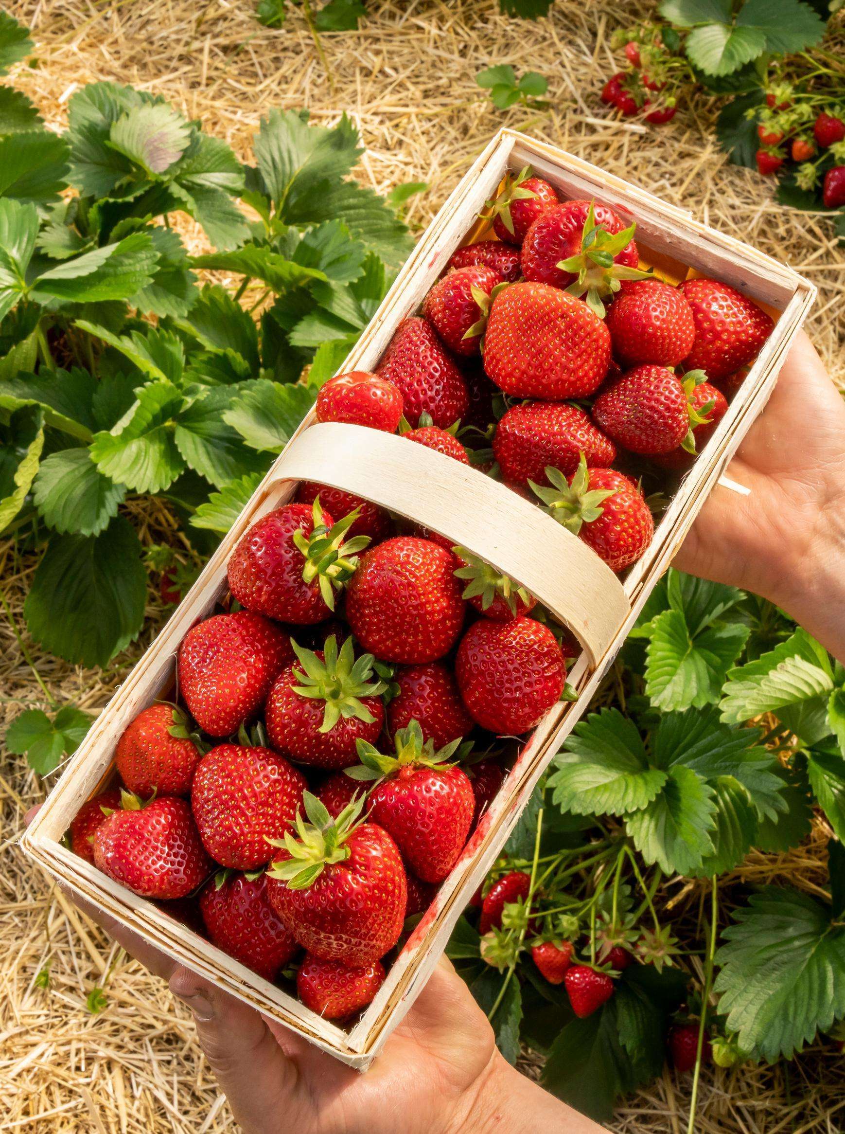 Erdbeeren © AMA GENUSS REGION/pov.at