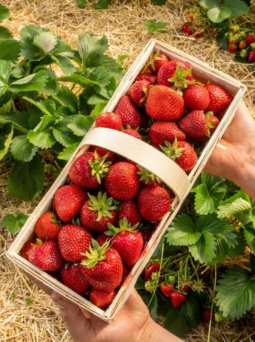 Erdbeeren © AMA GENUSS REGION/pov.at