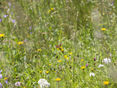 Biodiversität © Langhammer