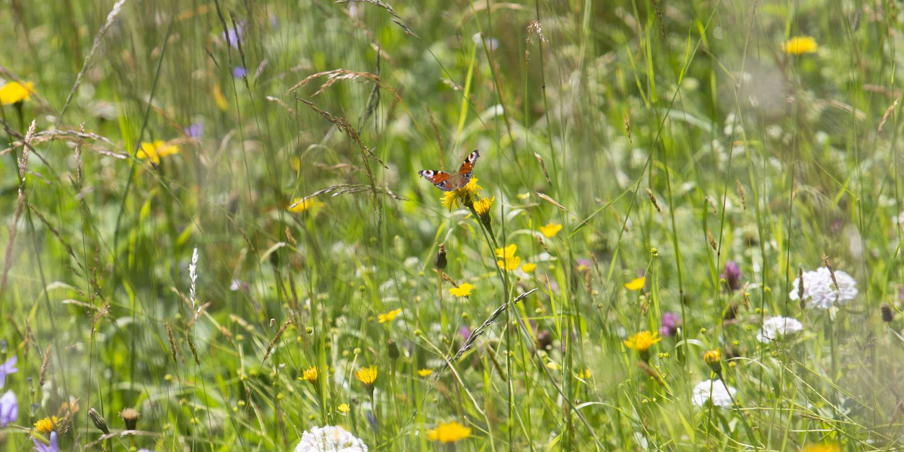 Biodiversität © Langhammer