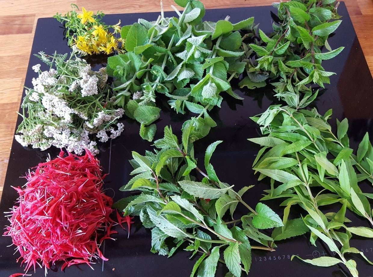 mögliche Zutaten für Kräutersirup.jpg © LK Steiermark