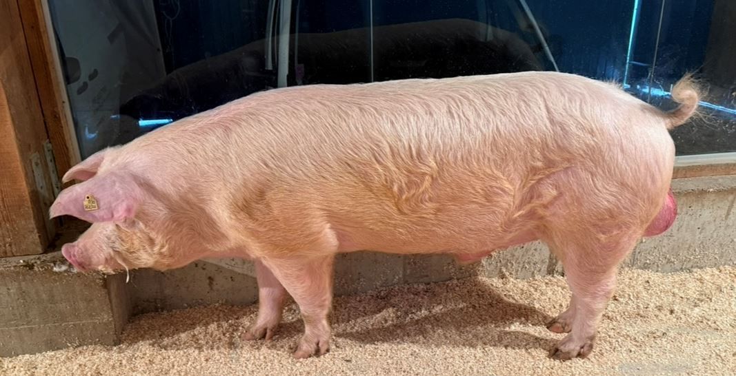 2026_05_isido_noe.jpg © PIG Austria