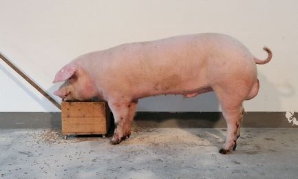 2026_05_lemy_ooe.jpg © PIG Austria