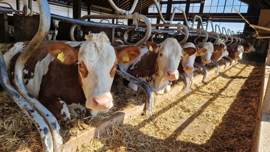 Milchkühe_LK OÖ_kl.jpg © Landwirtschaftskammer OÖ