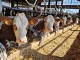 Milchkühe_LK OÖ_kl © Landwirtschaftskammer OÖ