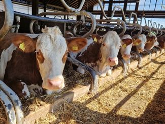 Milchkühe_LK OÖ_kl © Landwirtschaftskammer OÖ