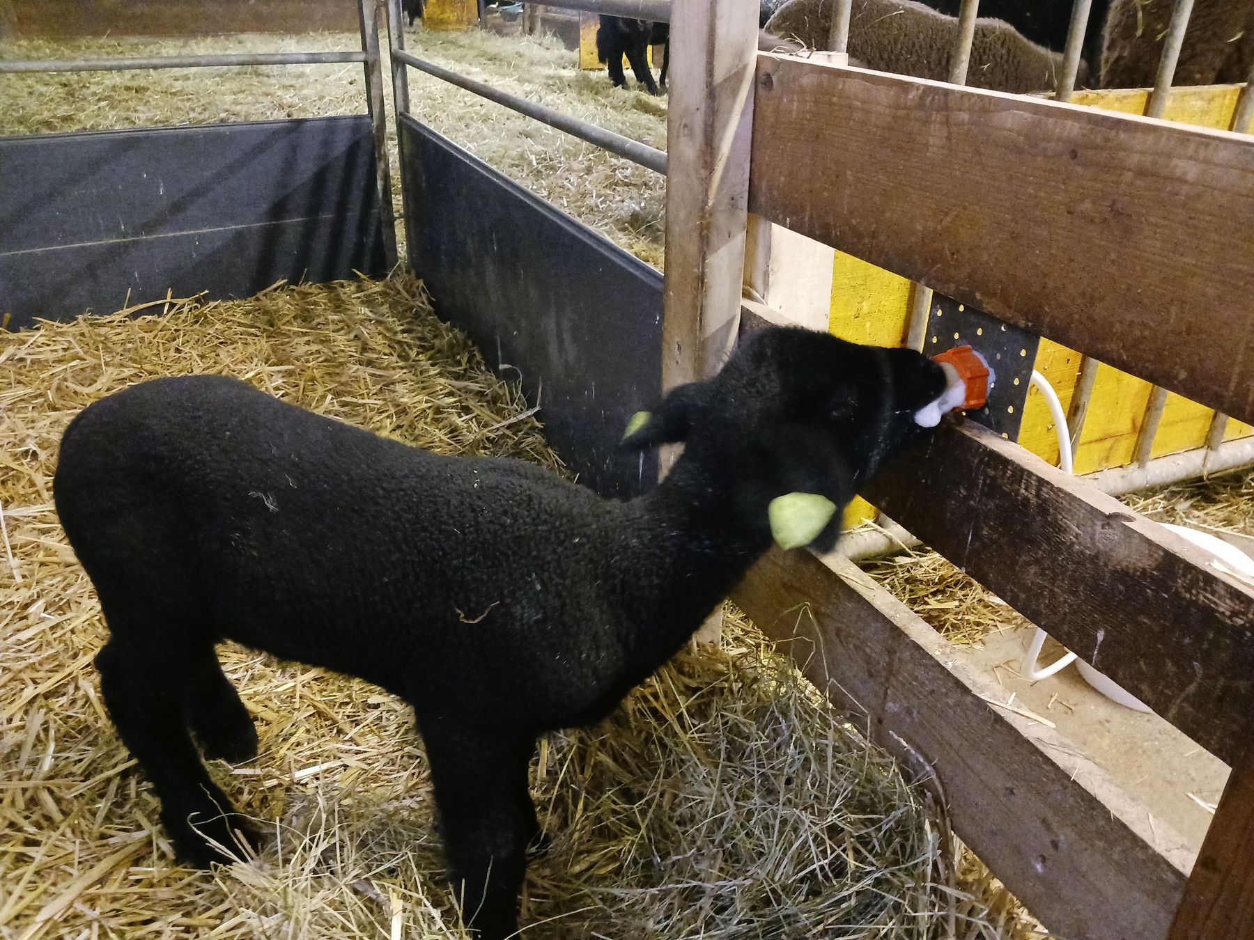 ad libitum Kalttränke steht dem Lamm zur freien Aufnahme zur Verfügung.jpg © LK OÖ