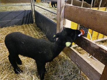 ad libitum Kalttränke steht dem Lamm zur freien Aufnahme zur Verfügung.jpg © LK OÖ