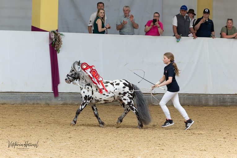 06_Ponyvielfalt_02.jpg © Pferd Austria