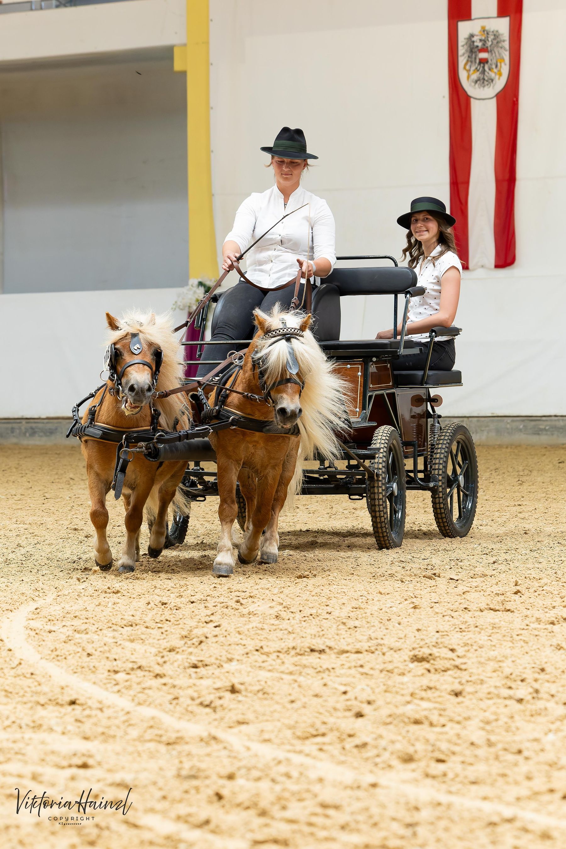 10_Ponys vor der Kutsche_04.jpg © Pferd Austria