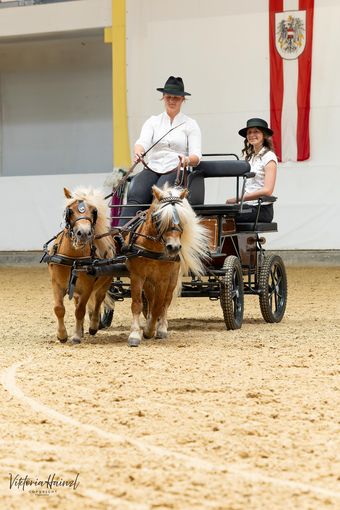 10_Ponys vor der Kutsche_04.jpg © Pferd Austria