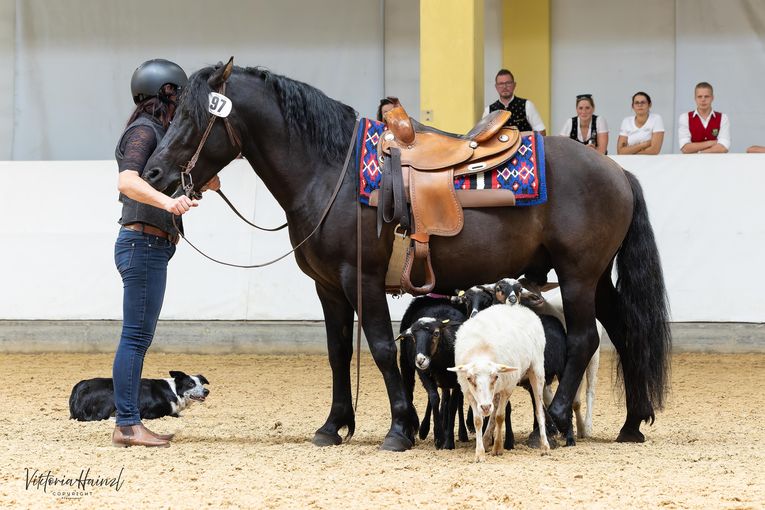 13_Huzule bei der Hütearbeit_01.jpg © Pferd Austria