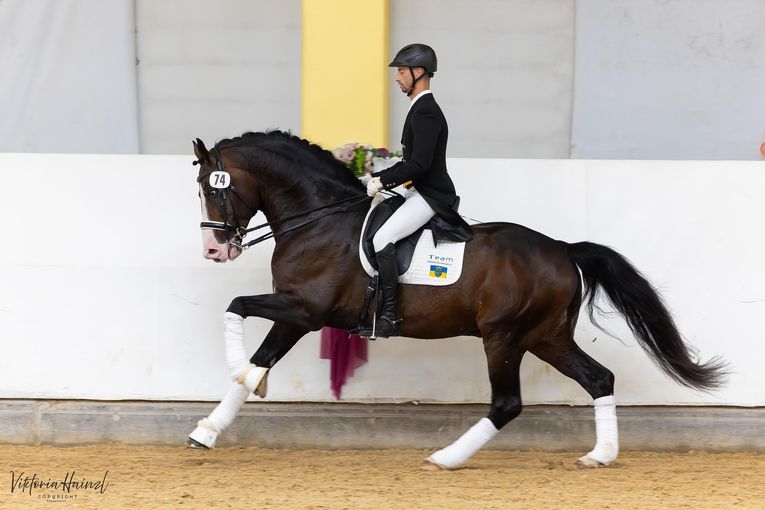 21_Hochprämierte Dressur_01.jpg © Pferd Austria