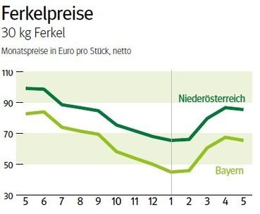 NÖ: Ausblick auf den Ferkelmarkt im Juni 2026 © LK NÖ