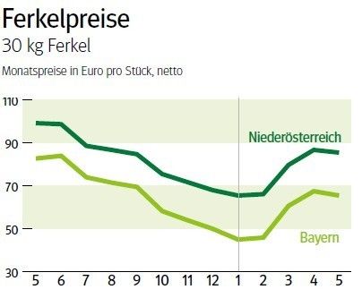 NÖ: Ausblick auf den Ferkelmarkt im Juni 2026 © LK NÖ