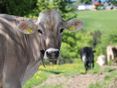 Kuh auf Weide © Paula Pöchlauer-Kozel/LK Niederösterreich
