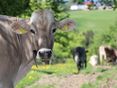 Kuh auf Weide © Paula Pöchlauer-Kozel/LK Niederösterreich