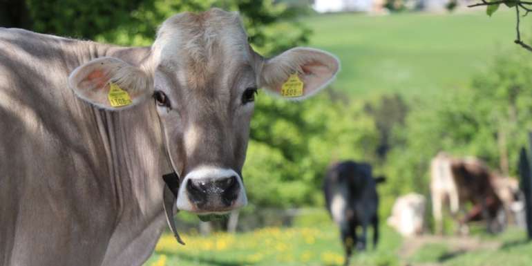 Kuh auf Weide.jpg © Paula Pöchlauer-Kozel/LK Niederösterreich