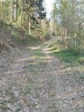 Feinerschliessung_Forst_Rückeweg begrünt.jpg © Josef Öllerer/LK Niederösterreich