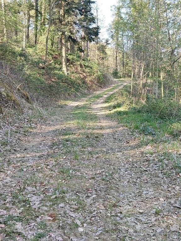 Feinerschliessung_Forst_Rückeweg begrünt.jpg © Josef Öllerer/LK Niederösterreich