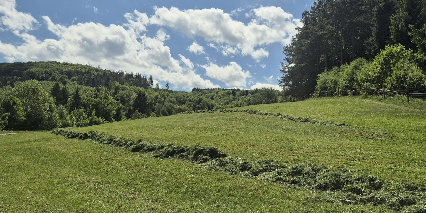 Grünland.jpg © Eva Kail/LK Niederösterreich