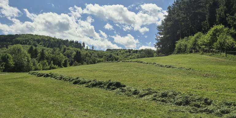 Grünland.jpg © Eva Kail/LK Niederösterreich
