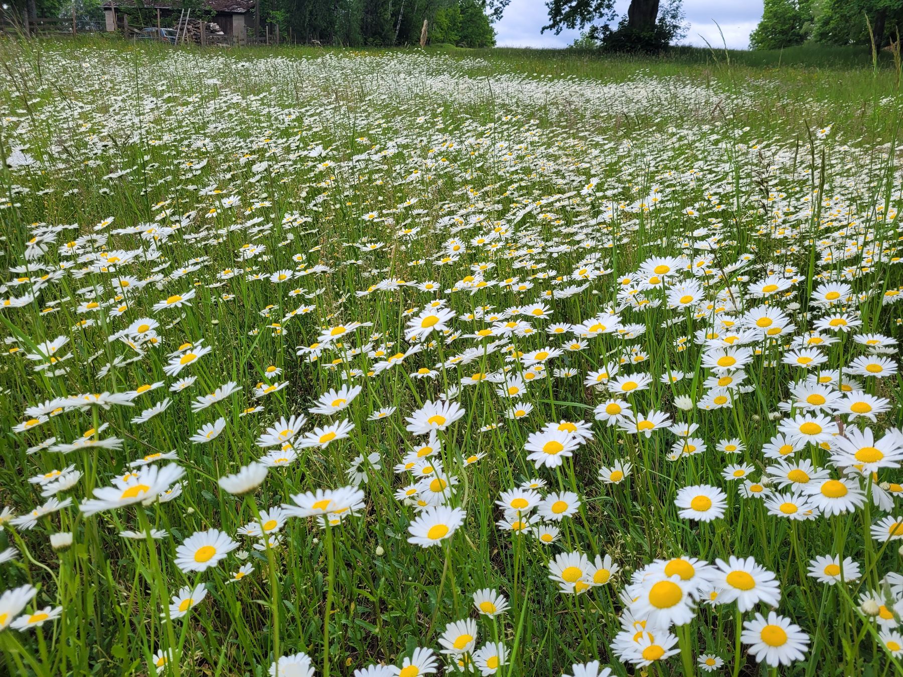 Margeriten.jpg © DI Martin Gröss