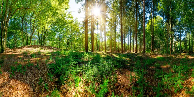 AdobeStock_121539026©GünterAlbers.jpg © AdobeStock/GünterAlbers