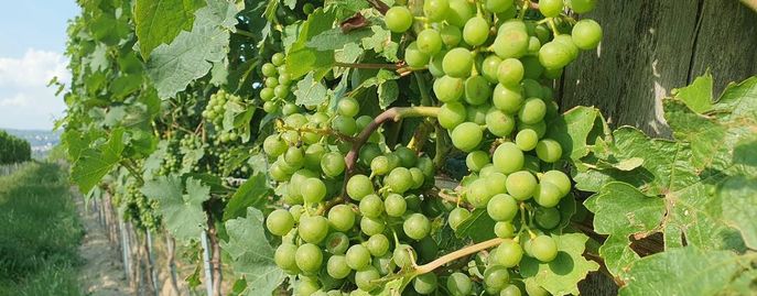 Weinrebe © Harald Schally/LK Niederösterreich