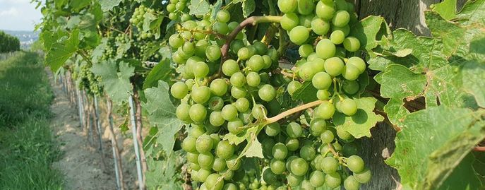 Weinrebe © Harald Schally/LK Niederösterreich