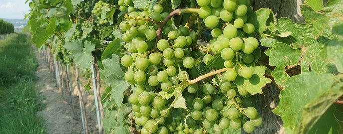 Weinrebe © Harald Schally/LK Niederösterreich
