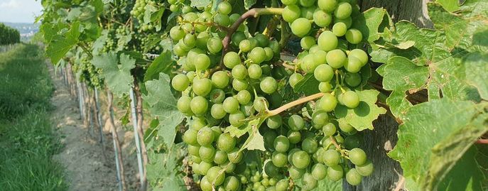 Weinrebe © Harald Schally/LK Niederösterreich