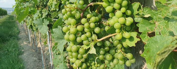 Weinrebe © Harald Schally/LK Niederösterreich