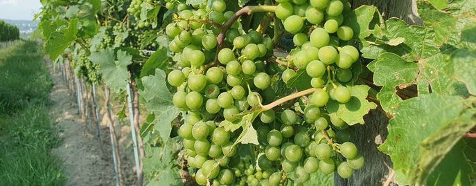 Weinrebe © Harald Schally/LK Niederösterreich