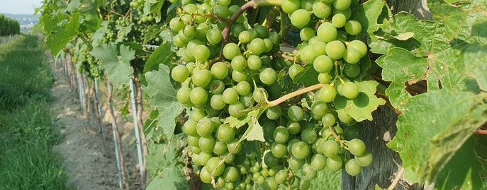 Weinrebe © Harald Schally/LK Niederösterreich