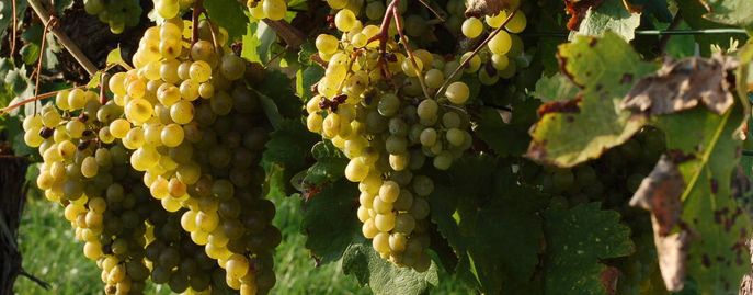 Weinreben © Harald Schally/LK Niederösterreich